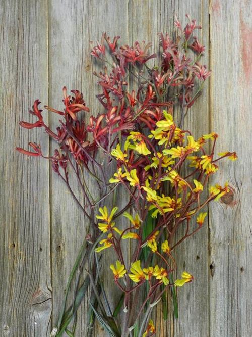  ASSORTED KANGAROO PAWS